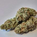Bruce Banner Marijuana Strain
