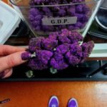 Grand Daddy  Purple Kush