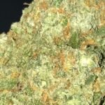 Best mango haze strain